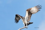 Birds-of-Prey;Breeding-Plumage;Flying-Bird;Osprey;Pandion-haliaetus;action;activ